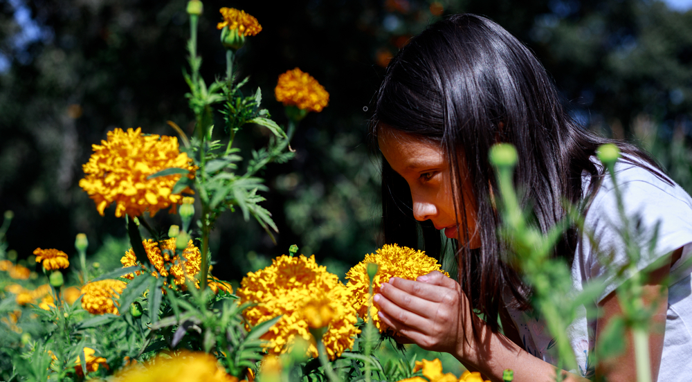 Niña en campo de cempasúchil en Día de Muertos