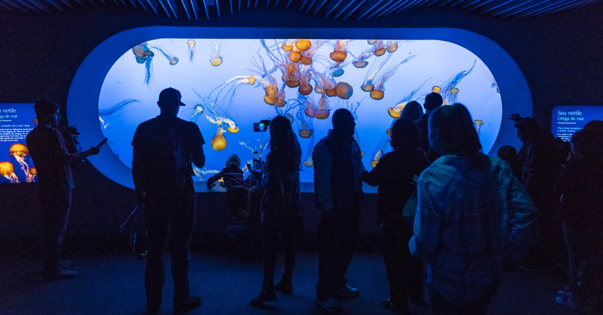 Vista de medusas en Monterey Bay Aquarium